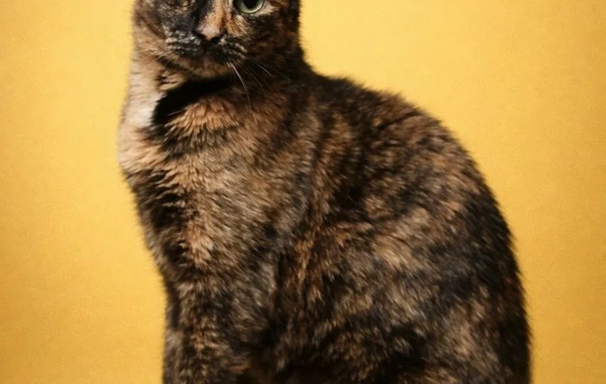 Виски – кошка, которую вы не видели: два года ожидания, и выставка, подарившая дом