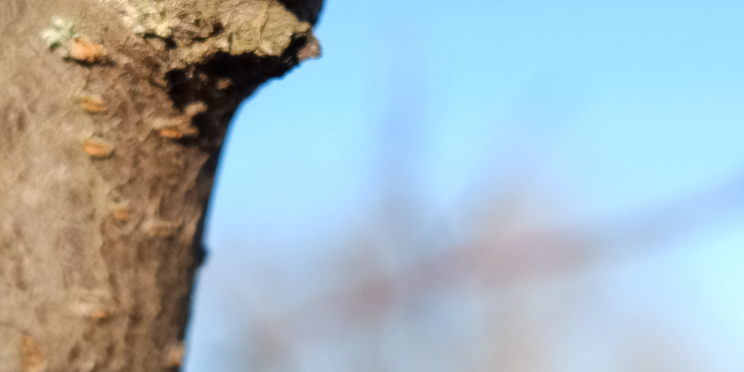 Что в цветниках творится.