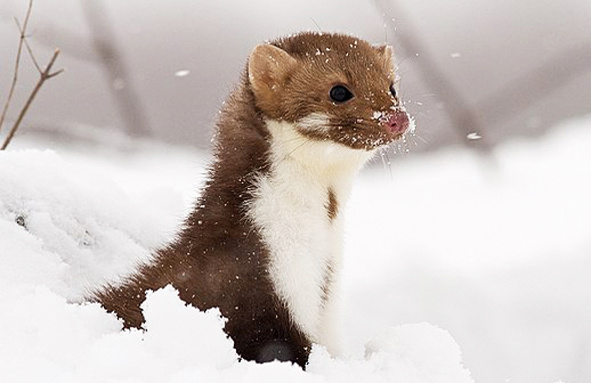 Фото из интернета