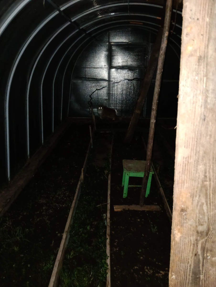 В теплице зеленеет лук и светятся глаза кота, который бегом помчался щипать травку)