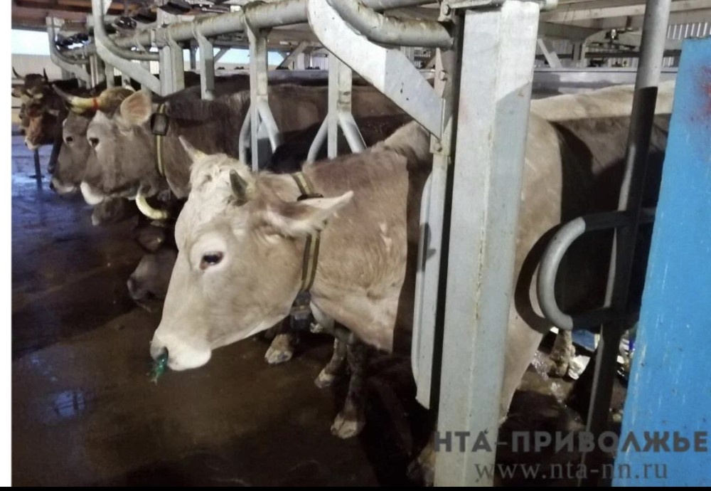    Свыше 500 тыс. вакцинаций с/х животных проведено в Саратовской области