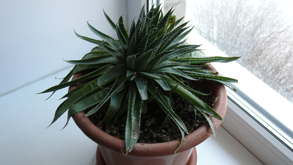 25 января 2026 года. Кисть бутонов начала расти.