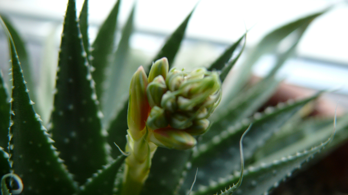 25 января 2026 года. Бутоны ближе.