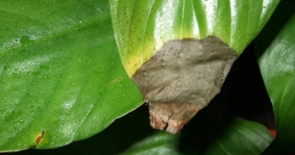 Почему у спатифиллума чернеют кончики листьев? Спасаем «Женское счастье»