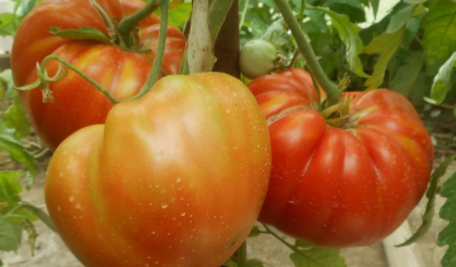 Выбор сортов помидоров, огурцов на 2026 год: что пользуется успехом у огородников