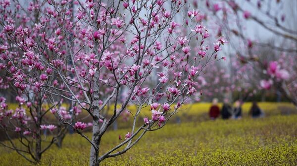    © Sputnik / Виталий Тимкив