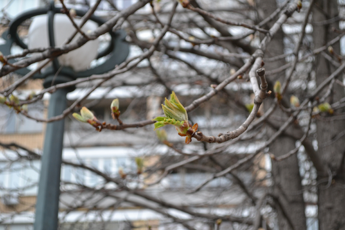 Все фото в публикации: 02.04.2026г. Москва, ул. Пречистенка, фото автора канала 