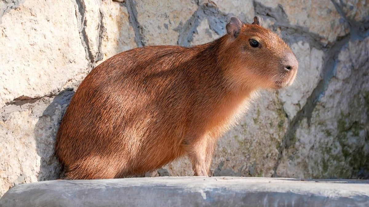    Источник: пресс-служба Департамента культуры города Москвы