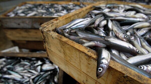    © Sputnik / Вадим Жернов