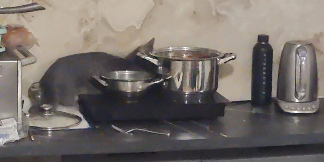 Стал домашним наш красавчик Грей 😍, только перевели в зал и вот так быстро