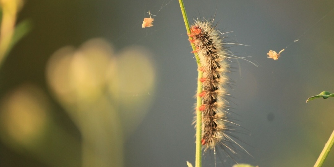 Слизни и гусеницы навсегда покинут участок: как эффективно избавиться от вредителей без химии