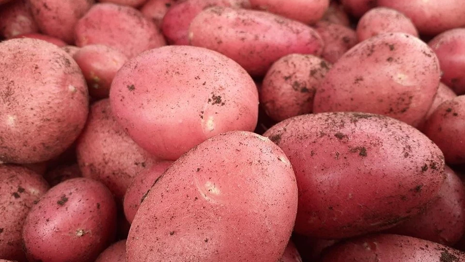 Выбираем самые лучшие сорта картофеля для посадки на этот год