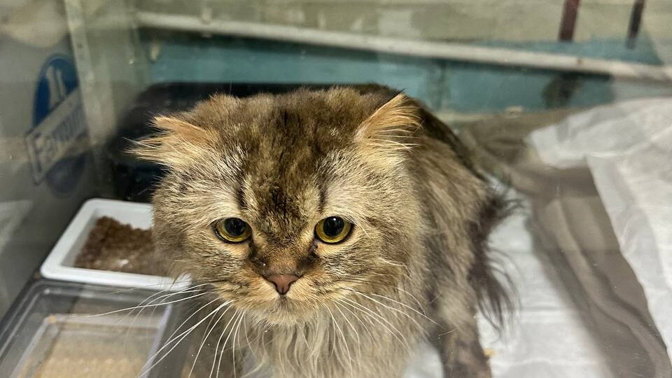 А теперь кто приехал