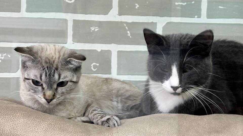 Депортировали женщину , остались 2 котика, через знакомых мы приютили