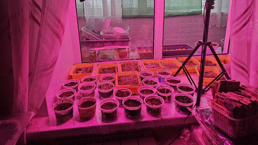    Фото progorod43.ru