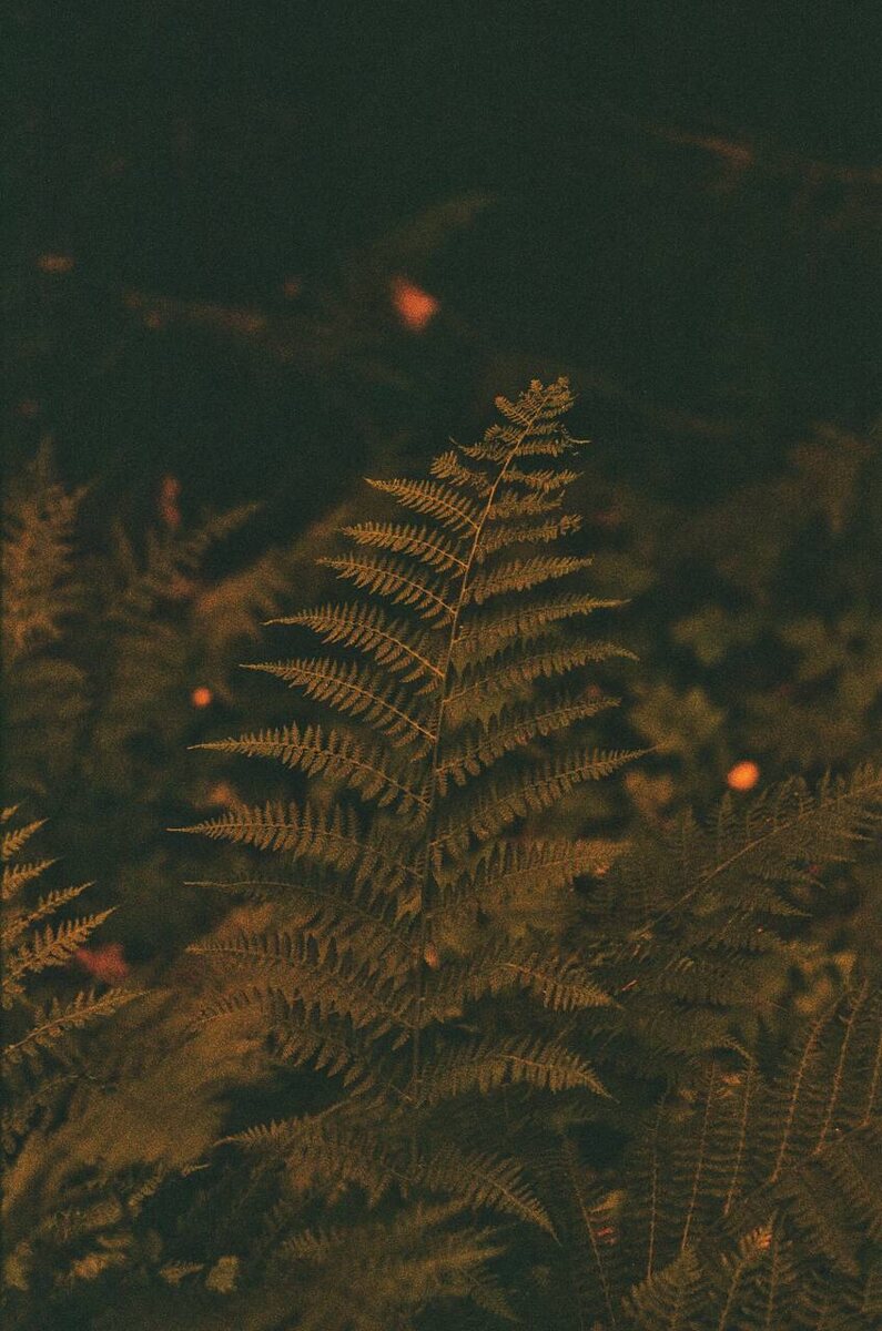 Fujifilm fujicolor c200, самодельный red scale