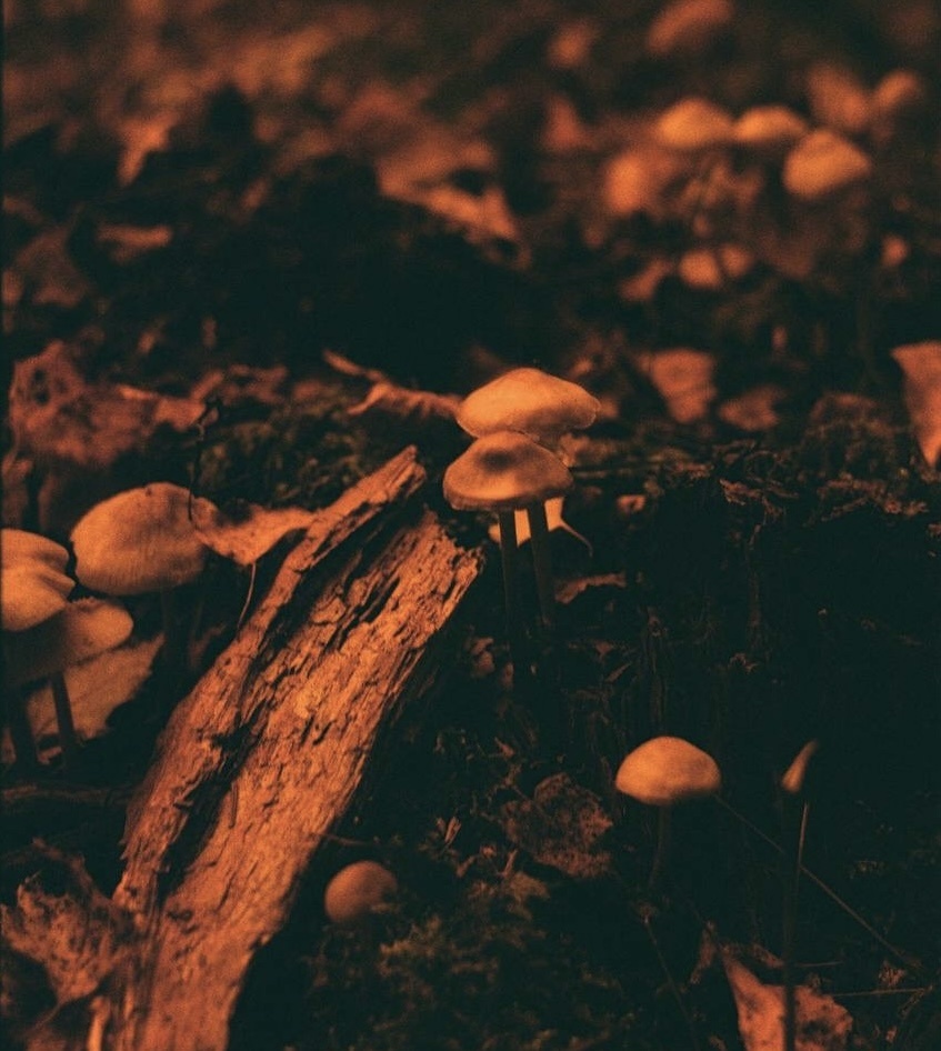 Fujifilm fujicolor c200, самодельный red scale