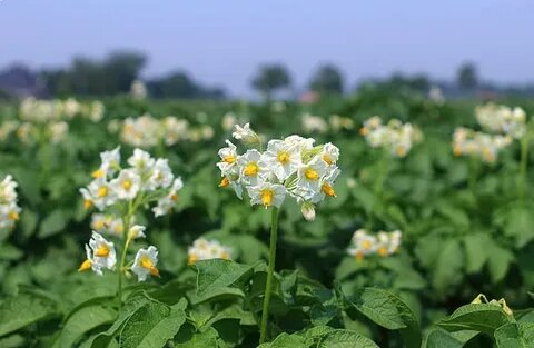 Цветущий картофель