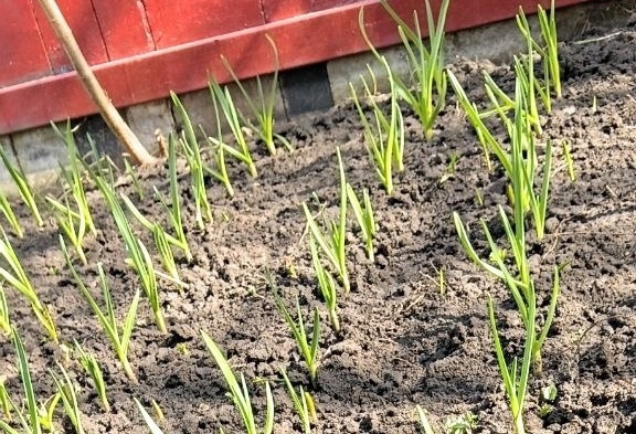 Пора чеснок подкармливать: апрельское удобрение на быстрый рост и крупные зубки. И лист изумрудный - и головки в ладони не помещаются