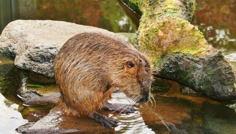    Какова жизнь у рек и озер? Водоплавающие пресноводные млекопитающие Фото: по лицензии CC0 Pxhere.com