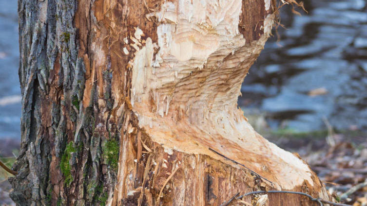     sergeevspb Shutterstock.com