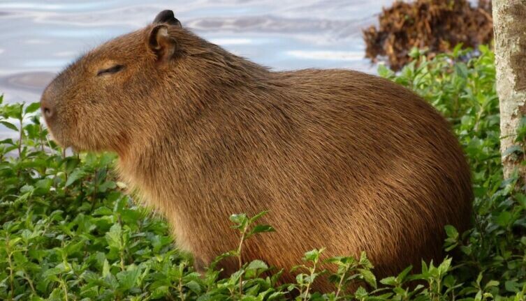    Кто такая капибара? Фото: по лицензии CC0 Pxhere.com