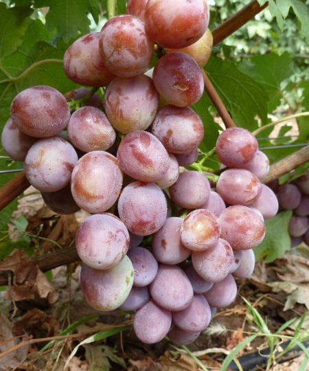Виноград Бонапарт: гармоничный вкус и крупные ягоды бело-розового цвета