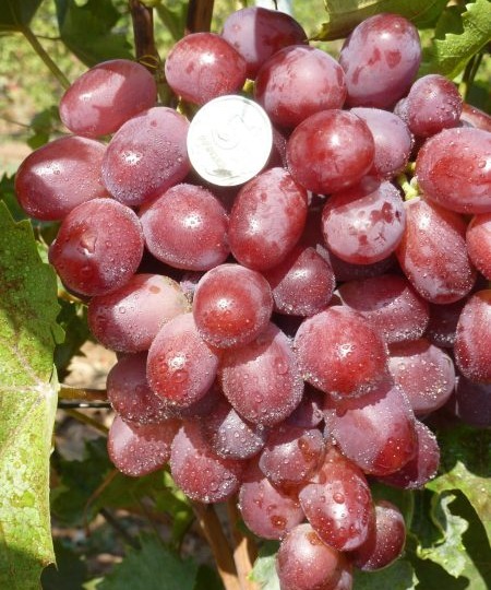 Виноград Авалон: розовые грозди с гармоничным вкусом для раннего урожая