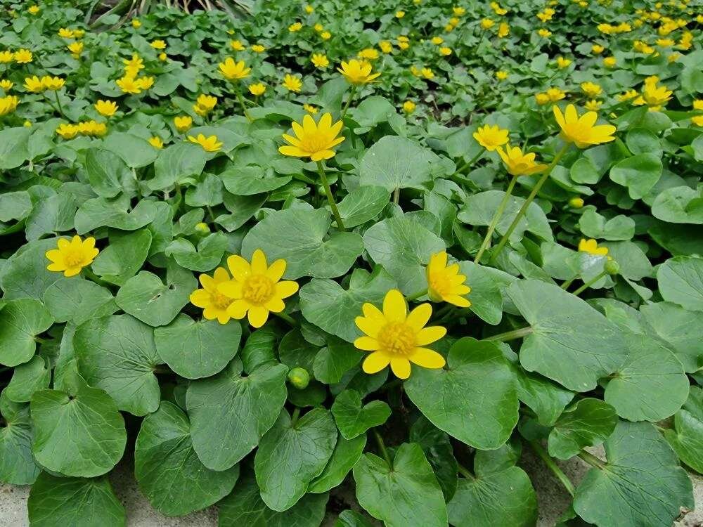    Фото: Е. Богачева. Газета "Земля"