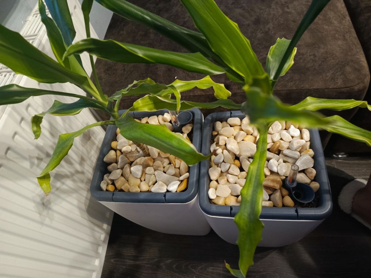 Федя и Витя