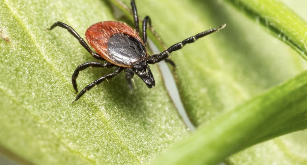 Клещи-мутанты добрались до Европы: новосибирский инфекционист оценил угрозу для России