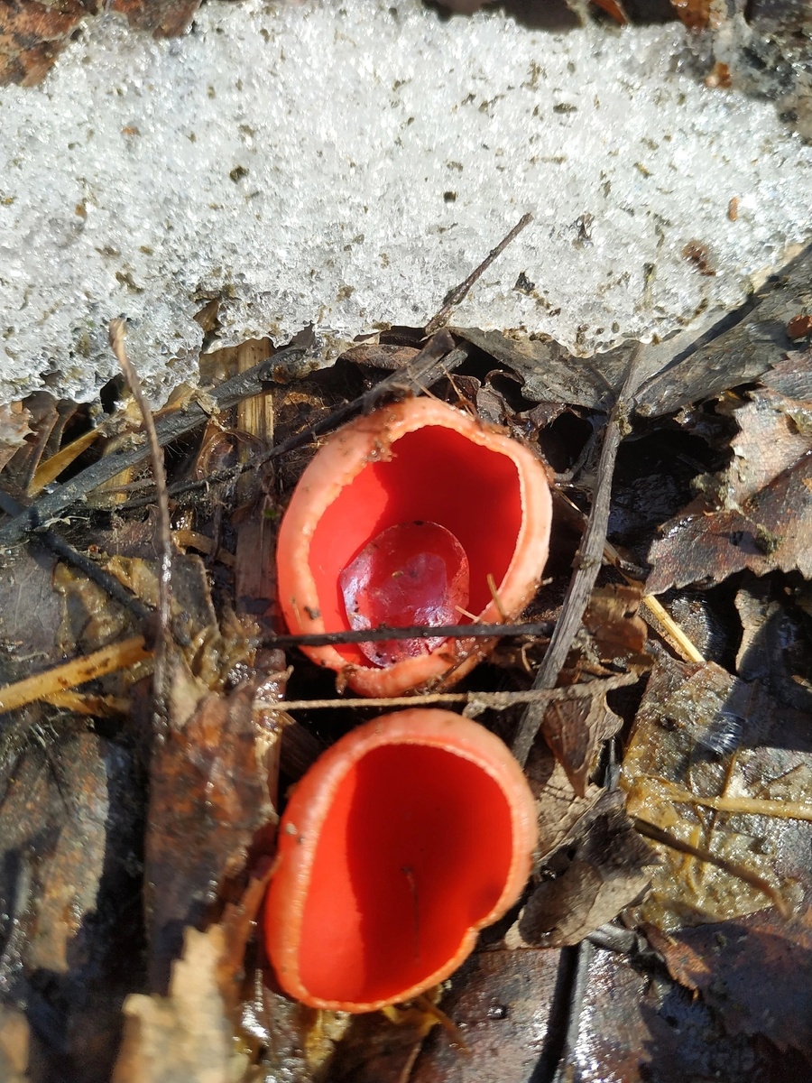 саркосцифа австрийская