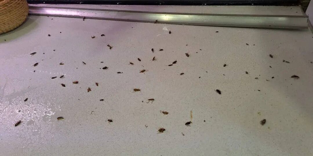 Почему тараканы появляются даже в чистой квартире