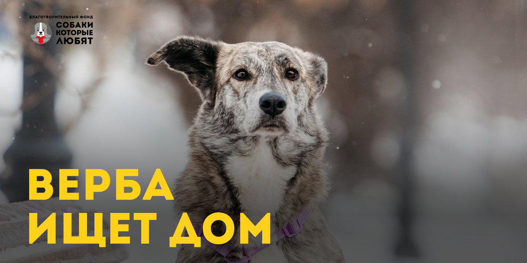 Верба ищет дом