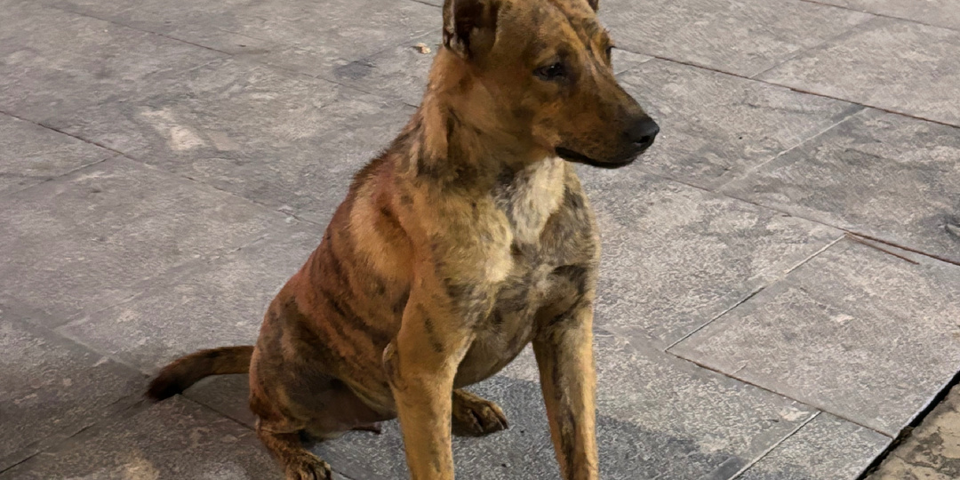 Почему на Фукуоке почти нет кошек, а только собаки: мифы и реальность острова