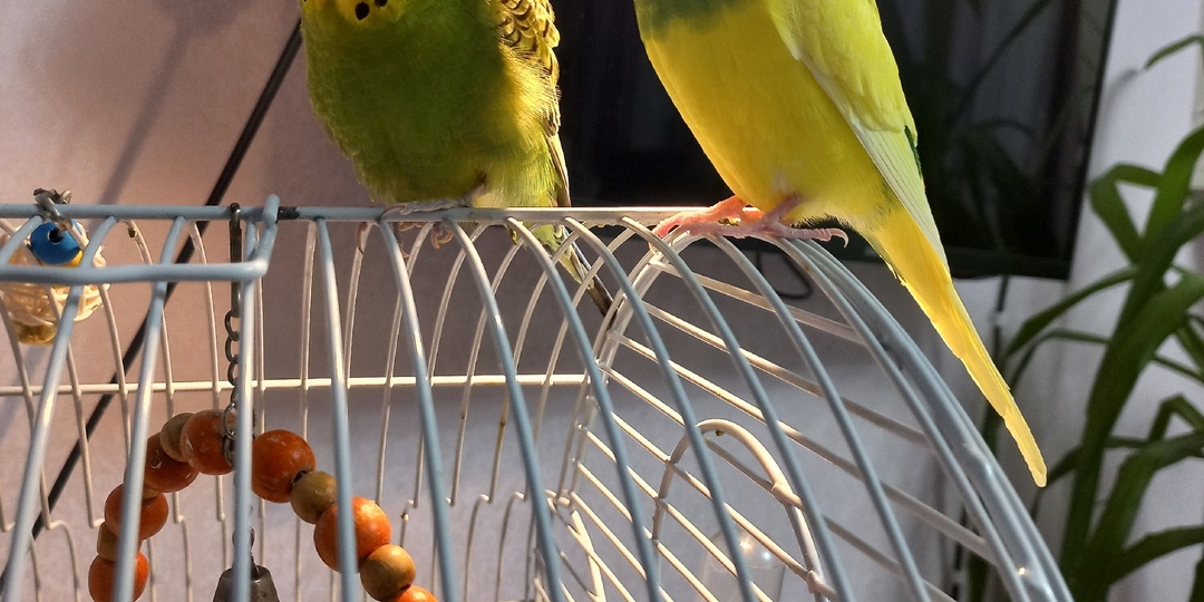 02.04.2026. Апрельский денек. Про забывчивость и невнимательность