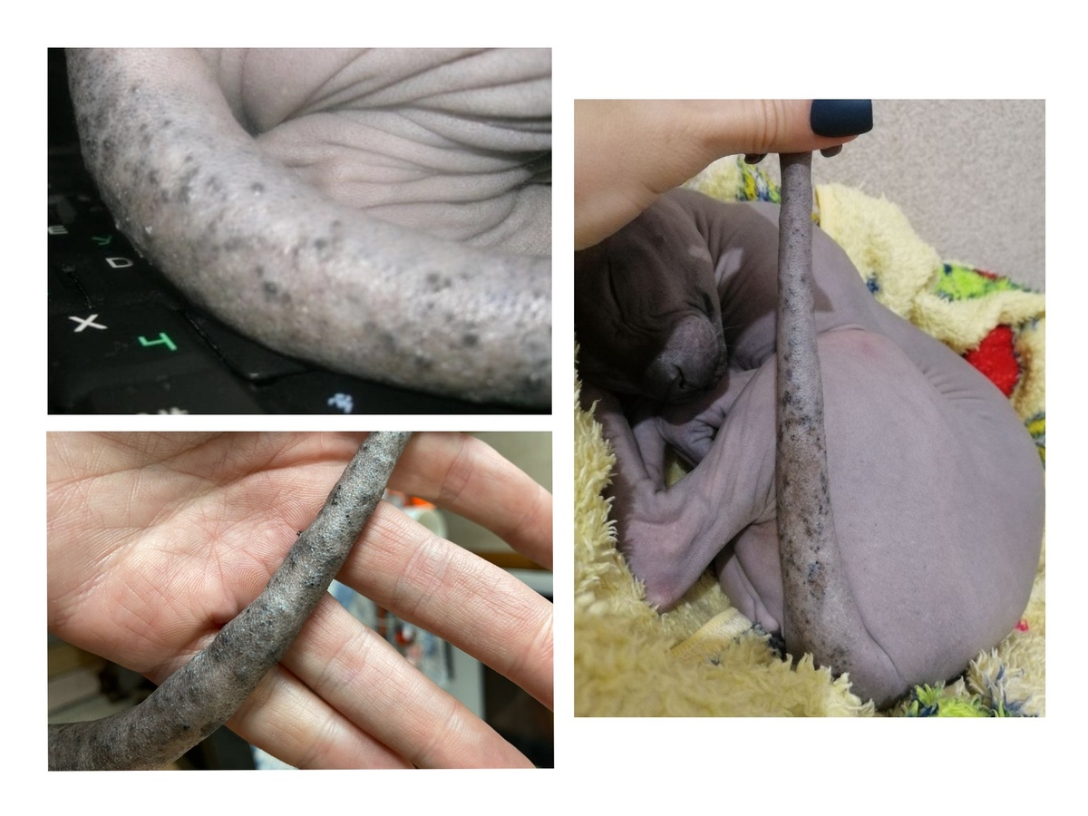 Тяжёлая форма акне у сфинксов - достаточно распространенная проблема. Фото из интернета