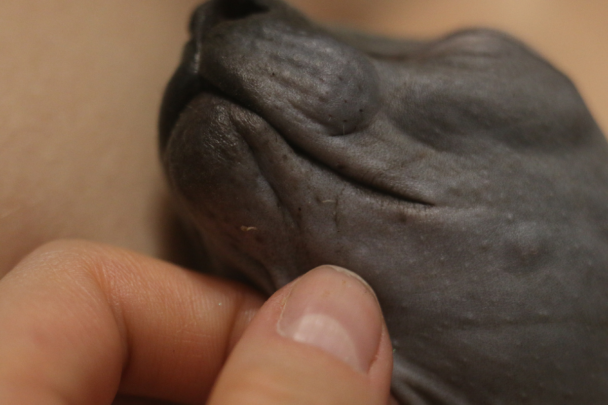 Из чёрных точек Эль даже при легком нажиме выделяется кожное сало