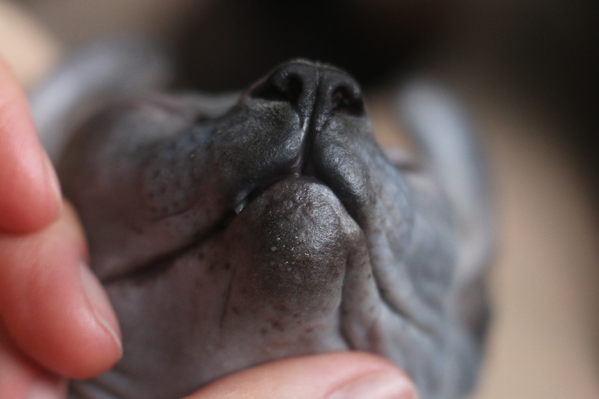 Стоит немного провести пальцами по подбородку Эль, как выступает кожное сало