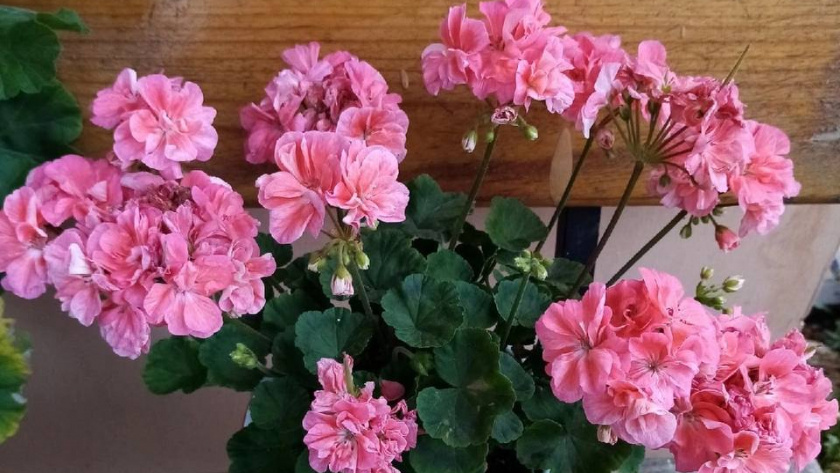    Автор фото - Марина Орловская