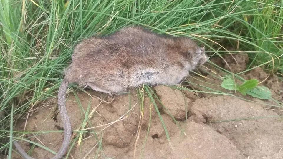 Мыши и крысы на даче после зимы: откуда они берутся