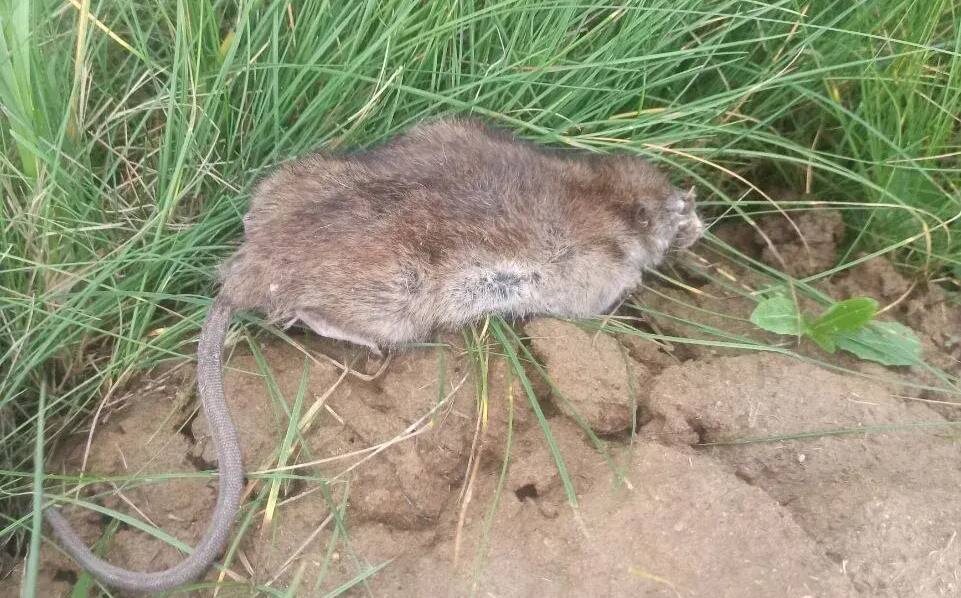 Крысы на участке появляются там, где есть еда и укрытия.