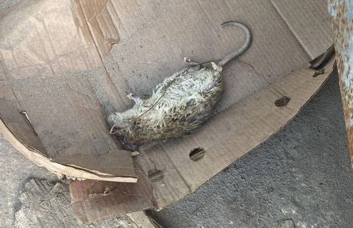 Чаще всего крысы живут под сараями, банями и кучами досок.