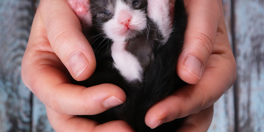 Опасные игрушки: чем ваш котёнок может случайно себя погубить