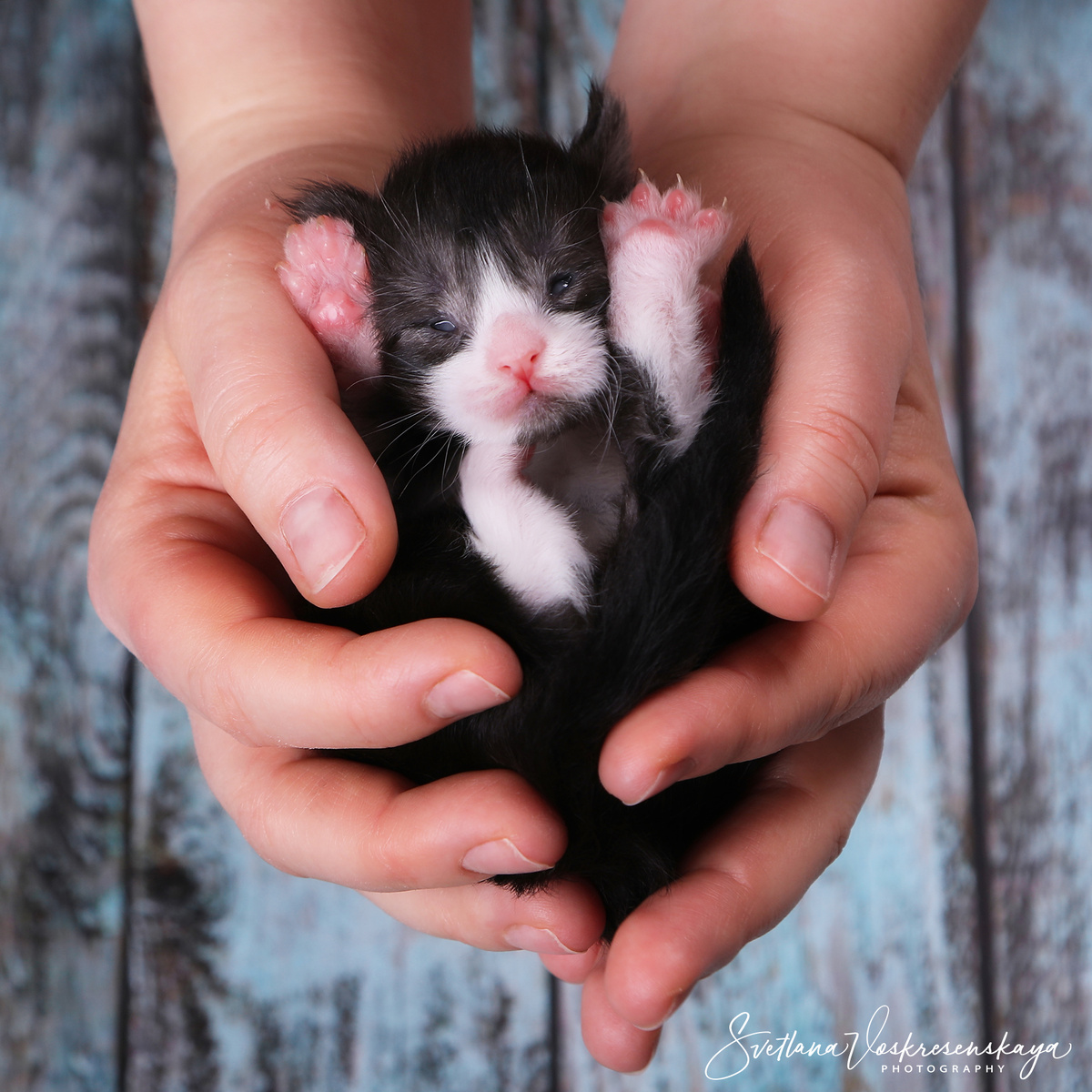 Котёнок мейнкуна, питомник Delius Line