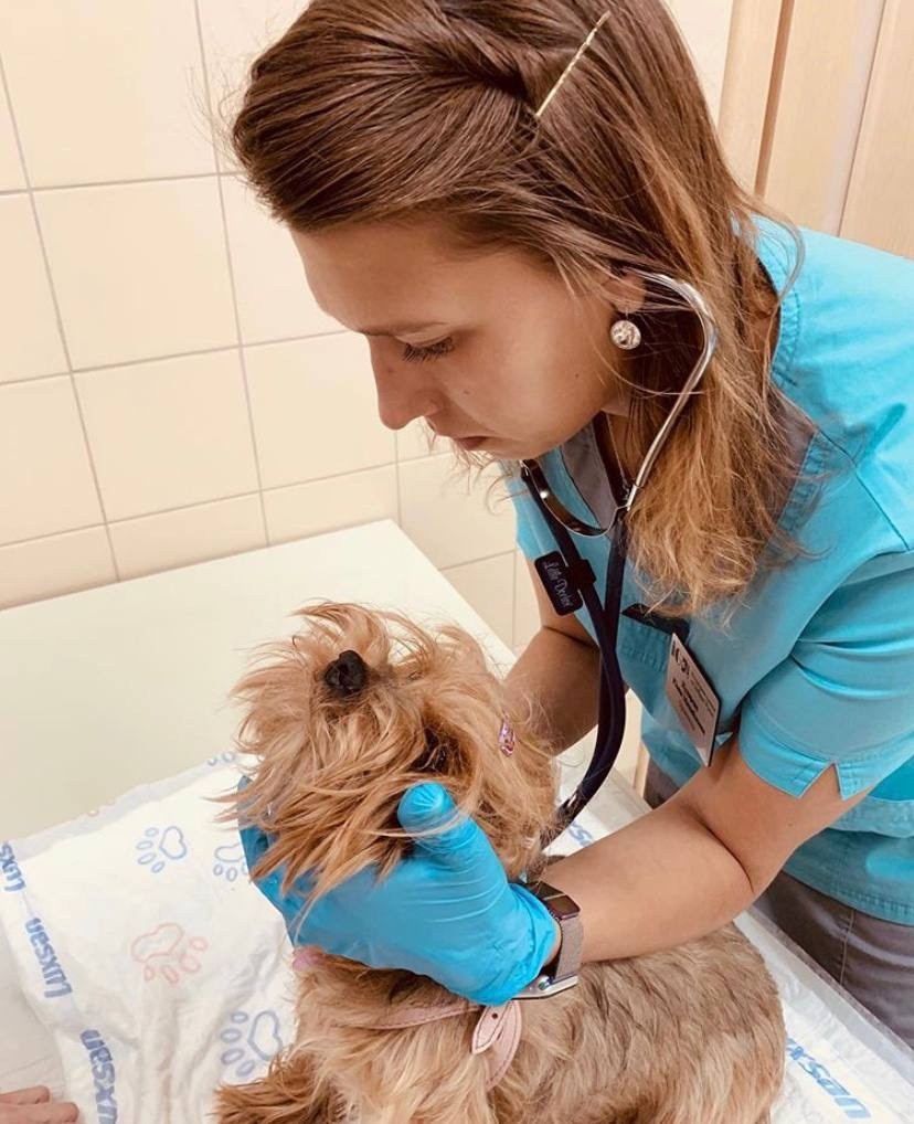 Заводчик мейнкунов питомник Venefica Cauda, ветеринарный врач Ю. Кухарева