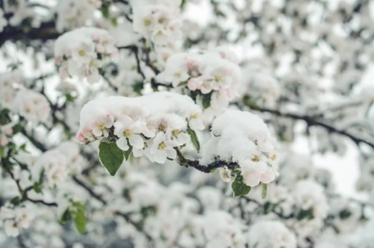    Для пробудившихся растений заморозки и снег — серьёзная угроза.