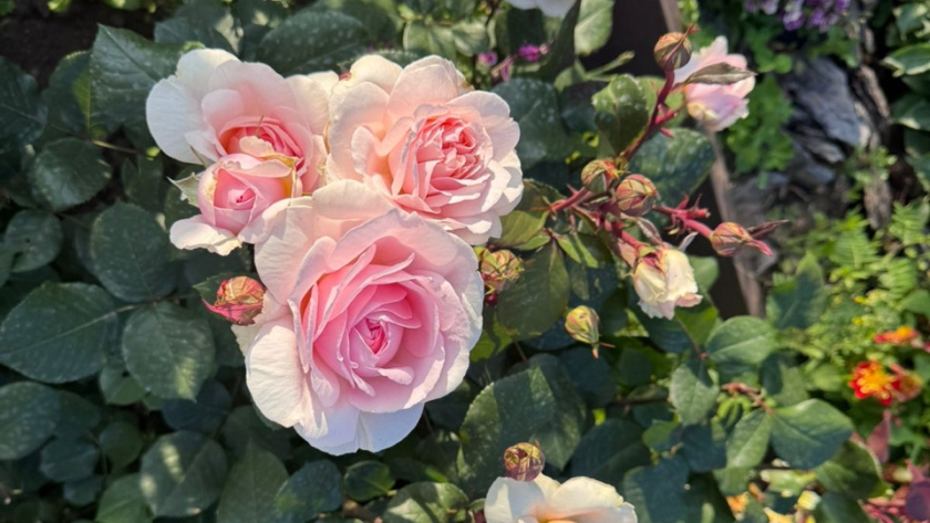    фото smilekaluga.ru