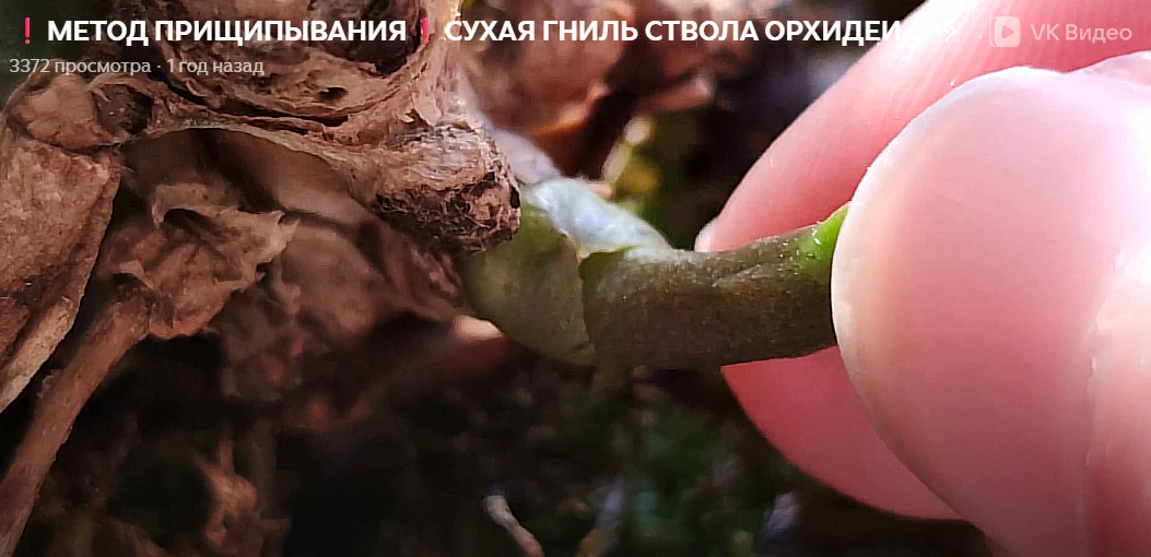 Первое прищипывание кончика цветоноса у орхидеи без апекса.