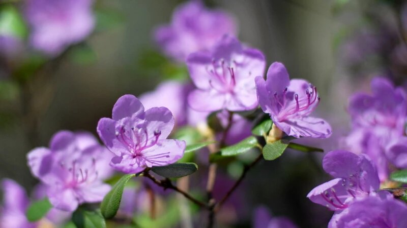     Горный Алтай. Весна. Маральник. Анна Зайкова, altapress.ru